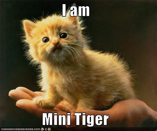I am  Mini Tiger