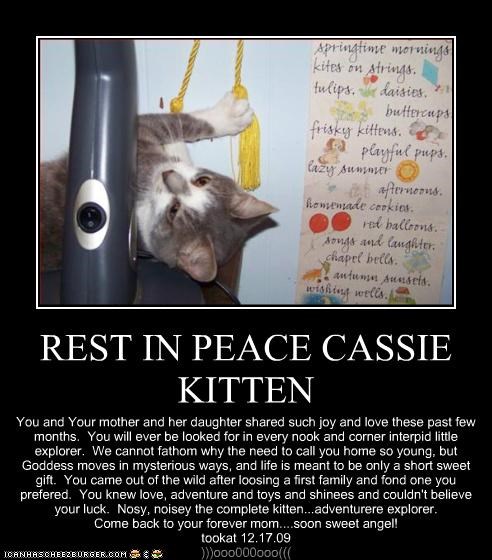 REST IN PEACE CASSIE KITTEN