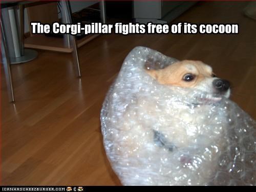 The Corgi-pillar fights free of its cocoon