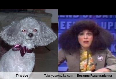 This dog Totally Looks Like Rosanne Rosannadanna