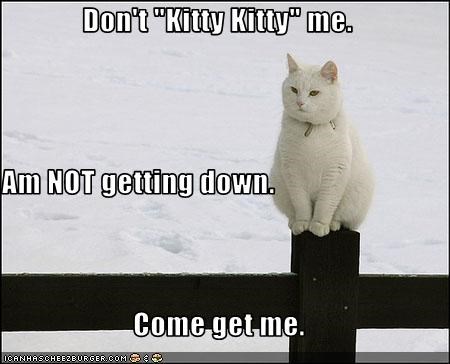 Don't "Kitty Kitty" me. Am NOT getting down. Come get me.