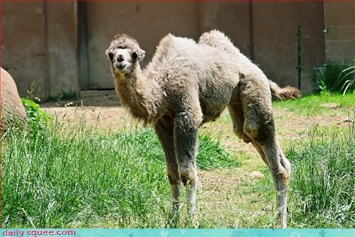 Baby Camel
