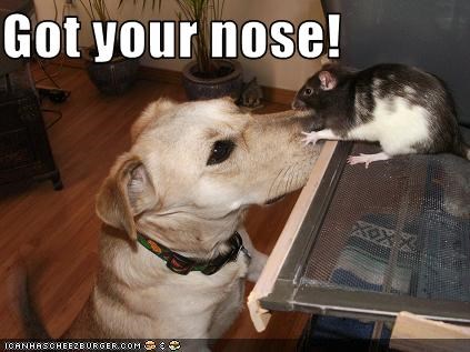Got your nose!
