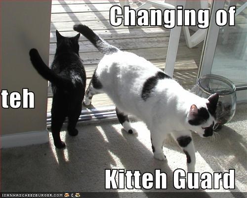 Changing of  teh Kitteh Guard