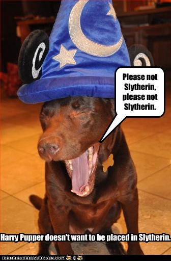 Harry Pupper doesn't want to be placed in Slytherin.