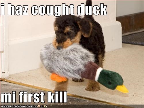 i haz cought duck   mi first kill