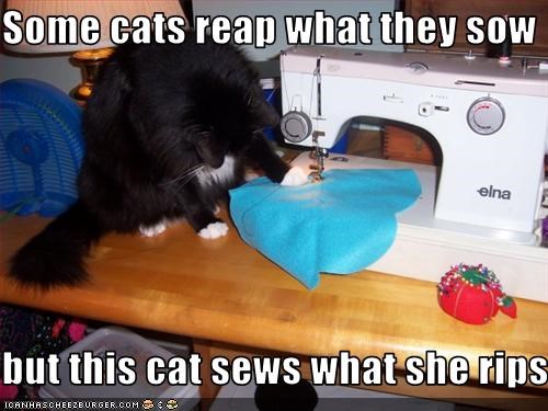 Some cats reap what they sow  but this cat sews what she rips