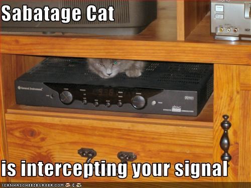 Sabatage Cat  is intercepting your signal