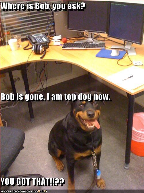 Where is Bob, you ask?  Bob is gone. I am top dog now. YOU GOT THAT!!??