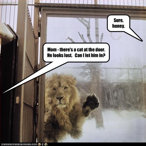Mom - there's a cat at the door.   He looks lost.   Can I let him in?