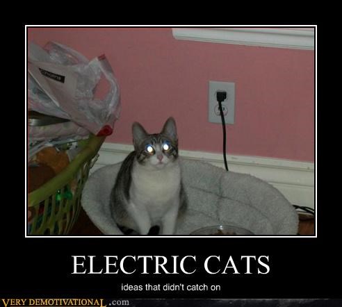 Cats Are Weird