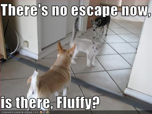 There's no escape now,  is there, Fluffy?