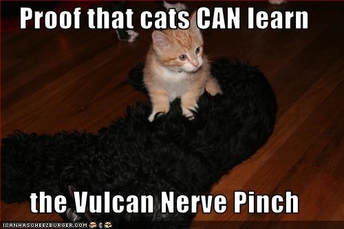 Proof that cats CAN learn  the Vulcan Nerve Pinch