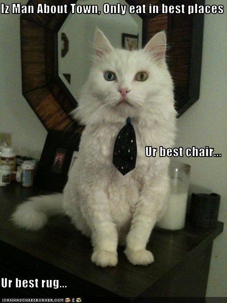 Iz Man About Town, Only eat in best places Ur best chair... Ur best rug...