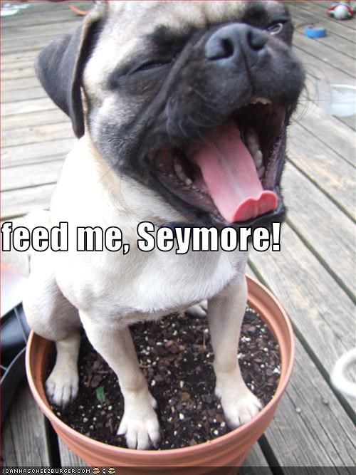 feed me, Seymore!
