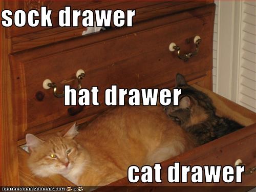 sock drawer hat drawer cat drawer