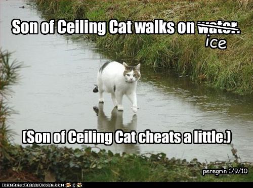 Son of Ceiling Cat walks on water.