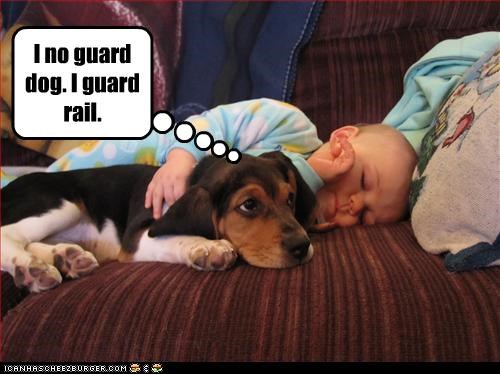 I no guard dog. I guard rail.