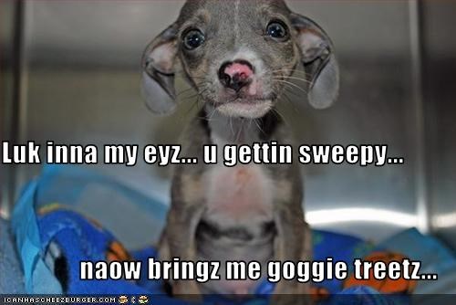 Luk inna my eyz... u gettin sweepy... naow bringz me goggie treetz...