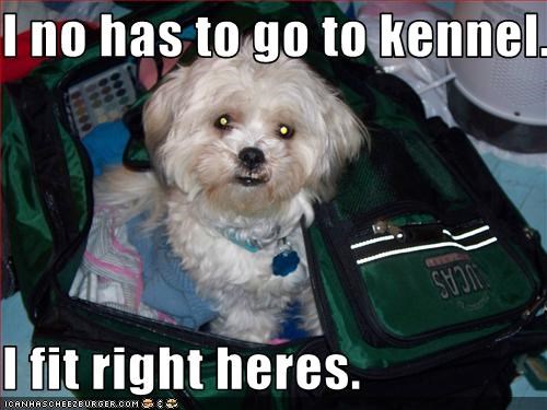 I no has to go to kennel.  I fit right heres.