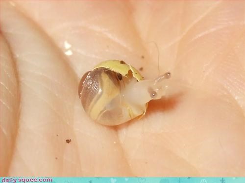 Baby snail hatching