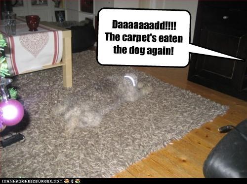 Daaaaaaadd!!!!  The carpet's eaten the dog again!