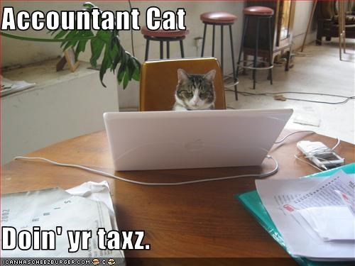Accountant Cat  Doin' yr taxz.