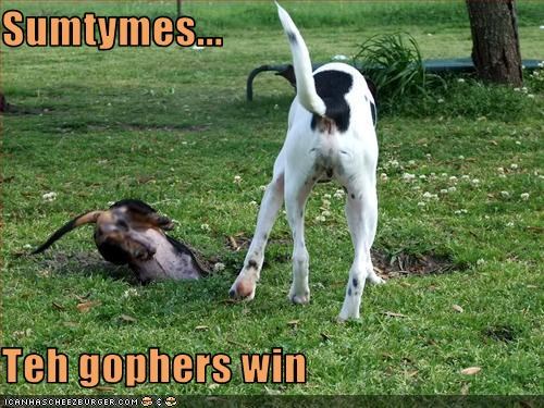 Sumtymes...  Teh gophers win