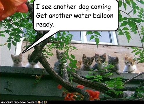 I see another dog coming Get another water balloon ready.