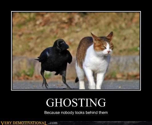TURN AROUND KITTY!
