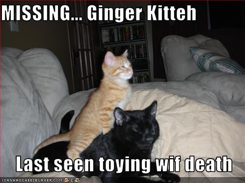 MISSING... Ginger Kitteh  Last seen toying wif death