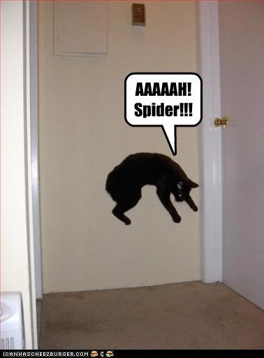 AAAAAH! Spider!!!