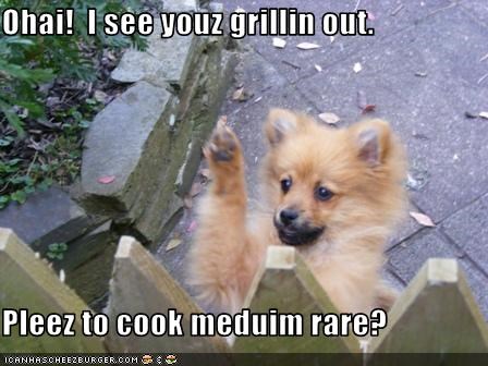Ohai!  I see youz grillin out.  Pleez to cook meduim rare?