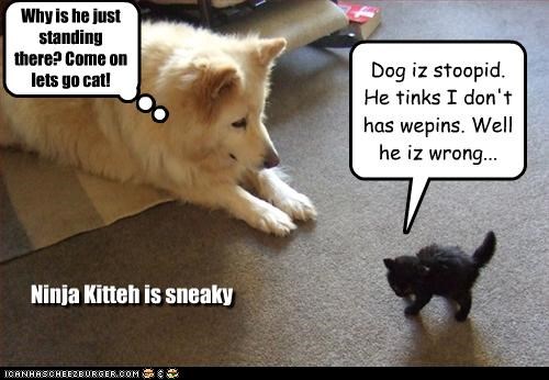Dog iz stoopid. He tinks I don't has wepins. Well he iz wrong...