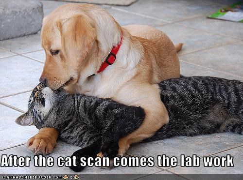 Cat Scan & Lab Work