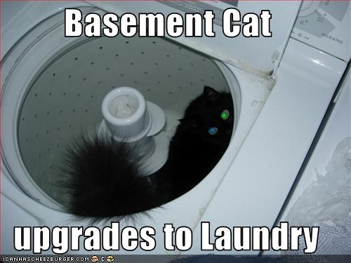 Basement Cat  upgrades to Laundry