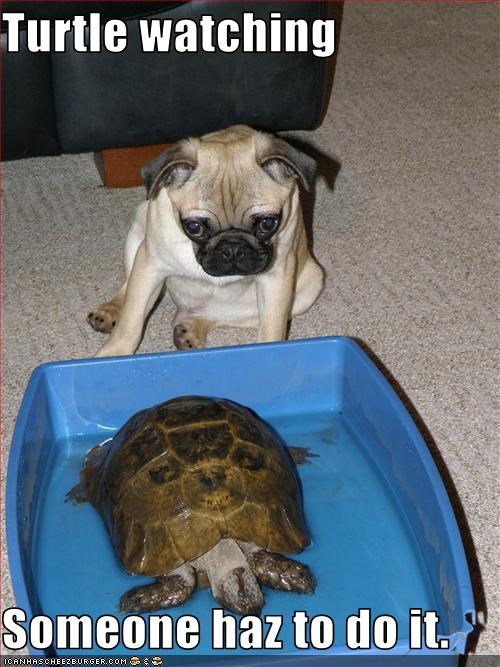 Turtle watching  Someone haz to do it.