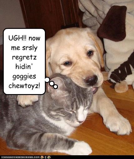 UGH!! now me srsly regretz hidin' goggies chewtoyz!