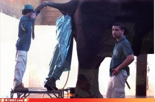 Some Days You're The Elephant, Some Days You're The Zookeeper