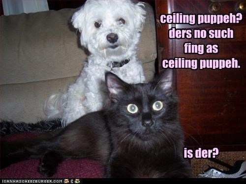 ceiling puppeh? ders no such fing as  ceiling puppeh.      is der?