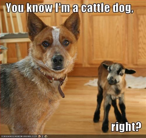 You know I'm a cattle dog,  right?
