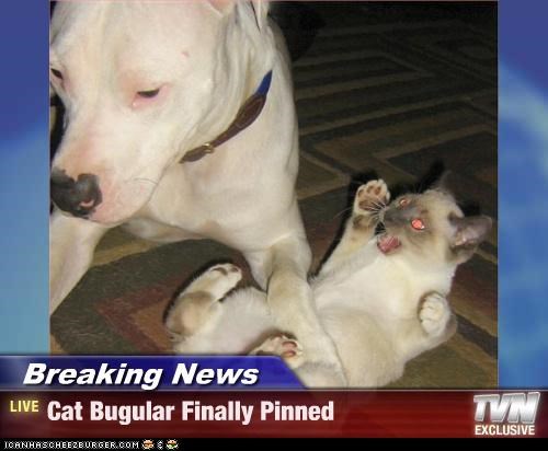 Breaking News - Cat Bugular Finally Pinned