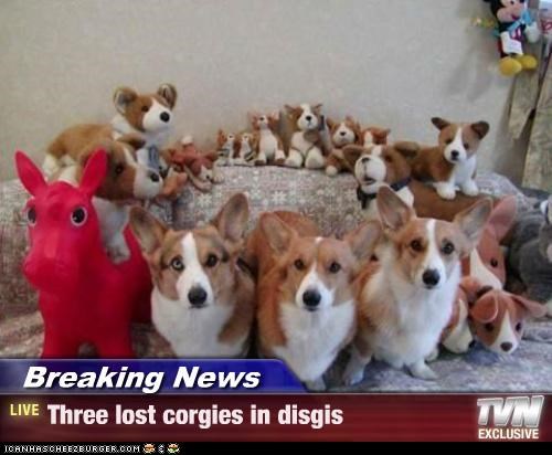 Breaking News - Three lost corgies in disgis
