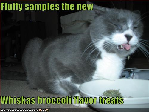 Fluffy samples the new  Whiskas broccoli flavor treats