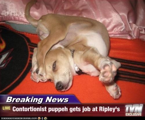 Breaking News - Contortionist puppeh gets job at Ripley's
