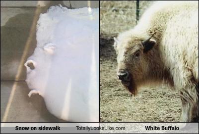 Snow on sidewalk Totally Looks Like White Buffalo