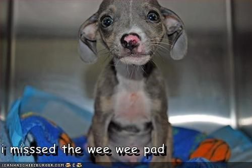 i misssed the wee wee pad