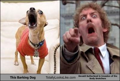 This Barking Dog Totally Looks Like Donald Sutherland in Invasion of the Body Snatchers