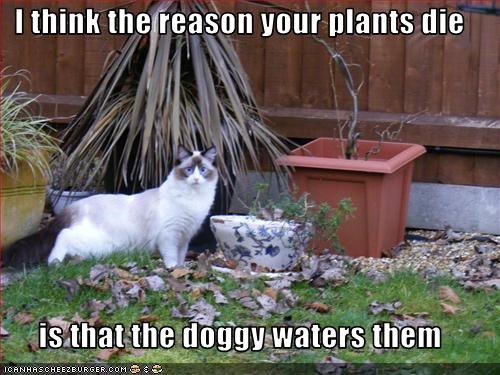 I think the reason your plants die  is that the doggy waters them