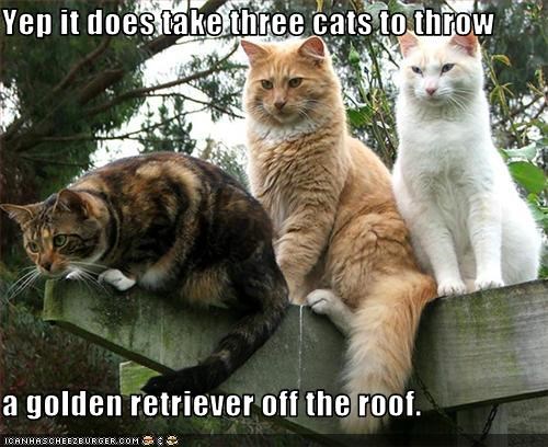 Yep it does take three cats to throw  a golden retriever off the roof.
